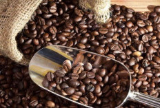 Fakta Menarik! Sumatera Selatan Penuhi 26% Pasokan Kopi Indonesia