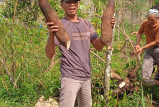 Lima Batang, Hasilkan 20 kg Ubi Kayu