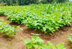 Masa Panen tak Lama, Harga Stabil, Kebun Kacang Merah yang Menjanjikan
