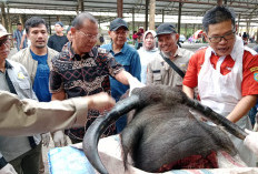 Pasar Induk Batukuning Terdampak Kasus Cacing Hati pada Hewan Ternak
