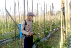 Permintaan Tinggi, Petani di Indralaya Utara Tekun Rawat Tanaman Timun untuk Hasil Optimal