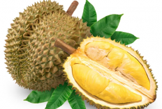 Amankah Ibu Menyusui Konsumsi Durian, Cek DIsiini Penjelasannya