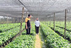 Segera Disalurkan, Bantuan 400 Ribu Bibit Kopi Robusta Sasar 20 Kelompok Tani di Lahat