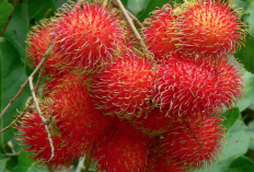 Ini DIa Manfaat Buah Rambutan Bagi Kesehatan,  Bisa Cegah Serangan Jantung