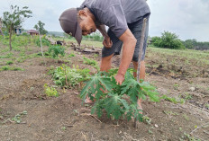 Potong pucuk, Tips Pepaya Berbuah Lebat dan Pendek 