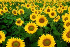 Yuk Kenali dan Pahami 8 Karakteristik Bunga Matahari yang Menawan dan Memikat Hati!