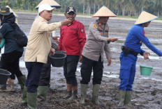 Banyuasin Mulai Terapkan IP 300, Targetkan Jadi Lumbung Pangan Nasional