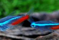 Yuk, Menyelami Keindahan Ikan Neon Tetra dari Berbagai Jenis! Mana Paling Menawan?