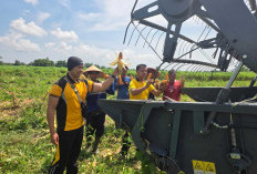 Lahan 2 Hektare, Diperkirakan Panen 8 Ton Jagung