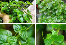 Ampuh Banget! Daun Sirih Cina Bikin Badan Sehat dan Awet Muda, Gak Perlu Skincare