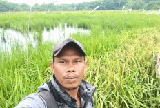 Pasang Perangkap, Cegah Hama Walang Sangit