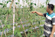 Pemasaran tak Sulit, Didatangi Pengepul di Kebun, Dipanen Setiap 2 Hari Sekali 