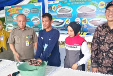 Pertamina Selamatkan Ikan Belida, Kerja Sama dengan UPGRI-BRIN Lakukan Budidaya