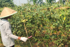 Tanam Kacang, Hidupi Keluarga
