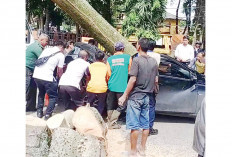 Diduga Akibat Lapuk, Pohon Randu usia 40 Tahun di Depan Kantor Camat IT-I Tumbang dan Menimpa Tiga Unit Mobil