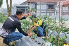 Penuhi Kebutuhan Dapur Lapas, Tanam Cabai hingga Ubi