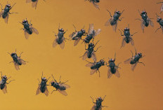 AMPUH ! 6 Cara Mengusir Lalat Mudah Dilakukan