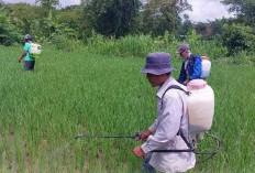  Antisipasi WBC, Gunakan Bio-Insektisida      