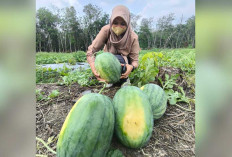 Bisa Panen Langsung, Harga Lebih Murah 