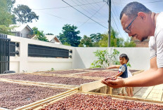 Petani Hadapi Tantangan Petik Merah hingga Minim Penampung