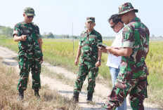  Pastikan Persiapan  Panen Raya Serentak, Bersama Presiden Prabowo, Kasdim OKI Tinjau Lokasi 