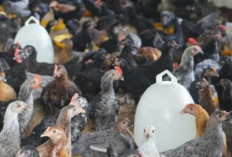 Tips Sukses Beternak Ayam Kampung: Dari Bibit hingga Pemasaran