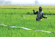 Potensi Luasan Panen Bertambah Berdampak Peningkatan Produksi Padi di TW-1 2026