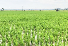 Hindari Kerusakan, Lakukan Pengendalian