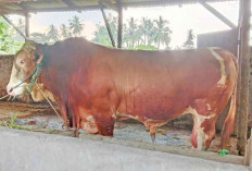 Sapi 1 Ton, Tanda Cinta Presiden Prabowo untuk Warga Bumi Sebiduk Sehaluan