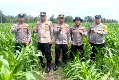 Bakal Panen Akhir Januari