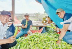 Kemarau, Tetap Semangat Panen Terong Hijau 