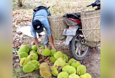Panen Nangka Langsung Dijual