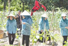 Warga Sudah Bertanam Kembali