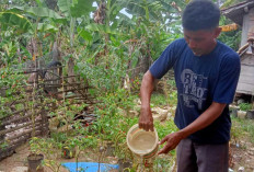 Warga OKU Timur Manfaatkan Lahan Luas Lewat Program GSMP, Hasil Bisa Dijual