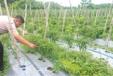 Cek Lahan P2B, Cuaca Jadi Kendala Petani Cabai