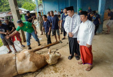 Sapi Kurban Presiden Prabowo Jadi Sorotan, Timbangannya Capai 802,5 Kg