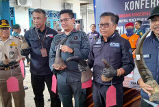 Fantastis, 8 Cula Badak Senilai Rp43,4 Miliar, KLHK Ungkap Perdagangan Gelap di Palembang