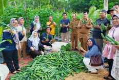 Poktan Jaya Bersama Panen Timun