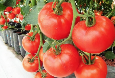 7 Manfaat Tomat, Nomor 6 Cocok untuk Ibu Hamil