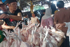 Harga Ayam Tak Kunjung Turun Akibat MBG, Disdag Palembang Gandeng Bank Indonesia, Ini yang Dilakukan 