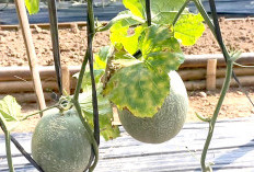 Begini Cara Atasi Hama Penyakit pada Melon