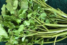 Selada Air: Rahasia ‘Ratu Awet Muda’ yang Tersembunyi di Dapur