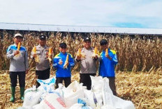 Setengah Hektare Hasilkan 1,5 Ton Jagung Pipil, Kolaborasi Warga dan Polsek Pemulutan 