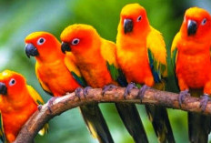 5 Mitos dan Fakta Pelihara Lovebird: Benarkah Dapat Beri Keberuntungan Pada Pemiliknya? Ini Jawabannya!