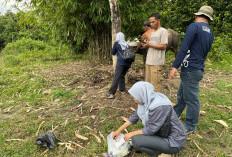 Wabah Ngorok Serang Ternak Lahat, Puluhan Kerbau Tewas Mendadak di Hutan dan Ladang