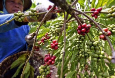 Penghasil Kopi Terbesar di Sumsel, Pagar Alam Ungguli Daerah Lain dengan Ketinggian 1.500 Meter