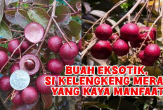 Ruby Red Longan, Buah Langka yang Kaya Vitamin C dan Potasium untuk Tubuh, Berbeda dari Kelengkeng Biasa? 