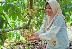 Manisnya Berkah Akhir Tahun, Musim Duku Empat Lawang Berakhir