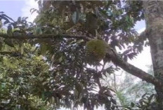 Rasanya Legit, Durian Tembaga  Kabupaten Empat Lawang Diburu Pencinta Buah. Berikut Cirinya 