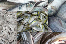 Sama-sama Bergizi, Ini 5 Jenis Ikan Lokal yang dapat Menjadi Alternatif Pengganti Ikan Salmon